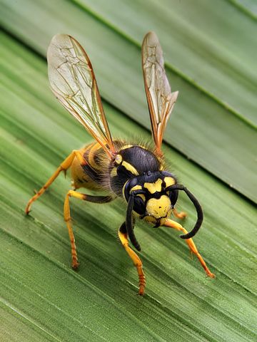 Want to get rid of wasps naturally? Here's how to do it organically!