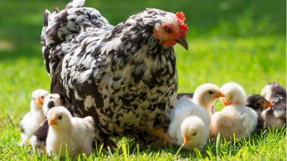 What Vaccines Do My Chickens Need?