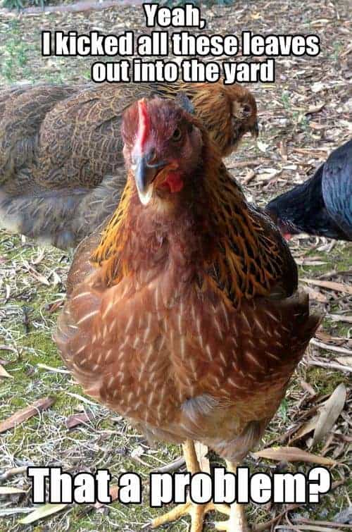 20 Signs You're A Crazy Chicken Lady 3 | Pampered Chicken Mama