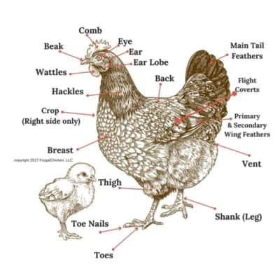 Chicken Anatomy 101