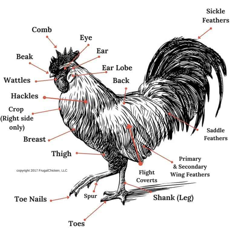 Rooster Anatomy