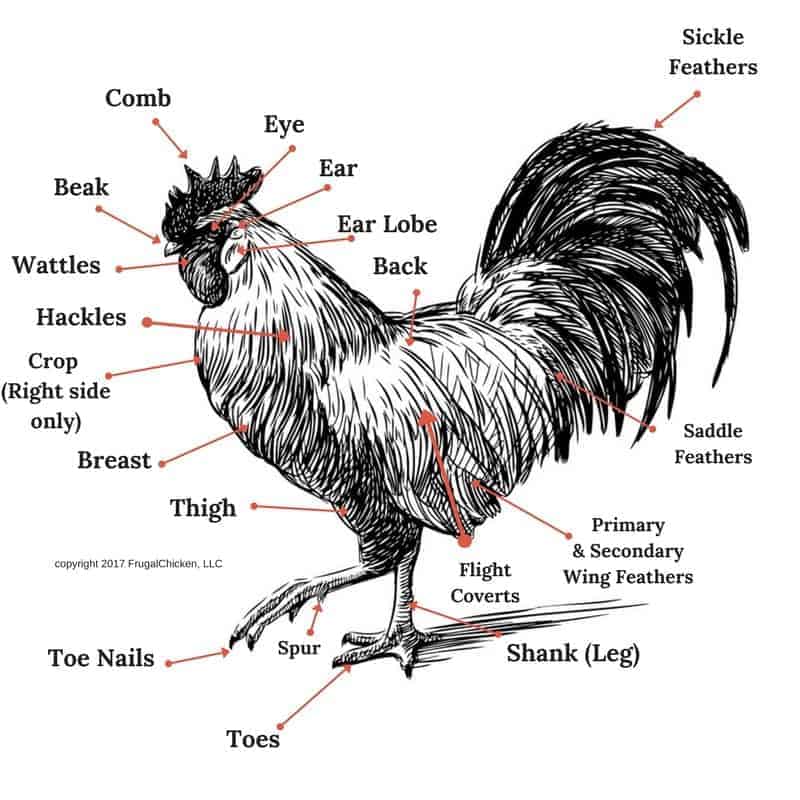 Chicken Anatomy 101 Pampered Chicken Mama