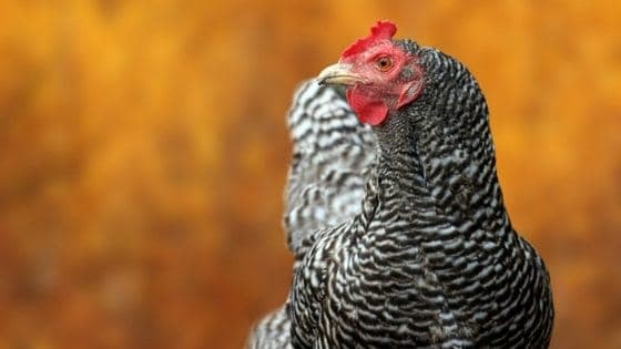 Brahma Chickens: What To Know Before You Buy!