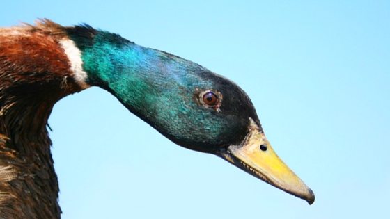 Do Ducks Molt? Here’s What You Need To Know!