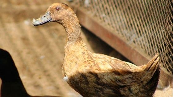 Do ducks molt? Here's everything you need to know!