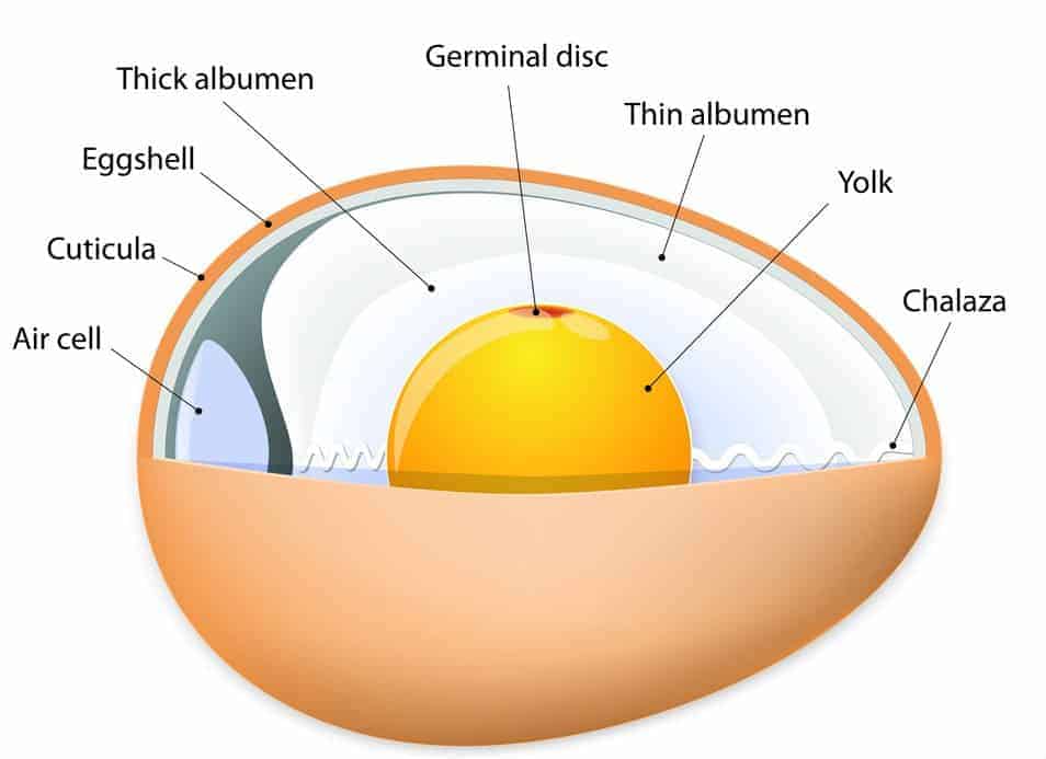 Know Your Eggs The Insides Of Chicken Eggs Explained 