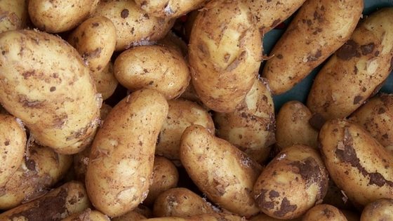 How To Cure And Store Potatoes For Long Term Storage