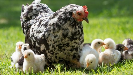 Backyard Chickens Might Give You Salmonella? Here’s Deets On The CDC Warning!