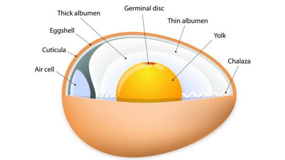 Do Eggs Go Bad? Here's What You Need To Know!