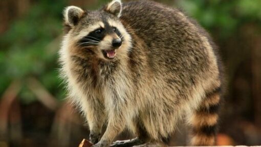 Do Raccoons Eat Chickens? Here's What You Need To Know!