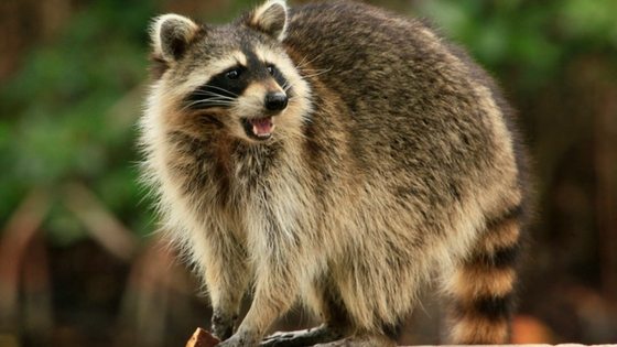 Do Raccoons Eat Chickens? Here’s What You Need To Know!