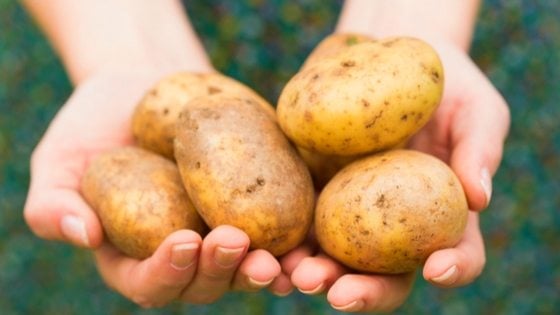How To Cure And Store Potatoes For Long Term Storage!