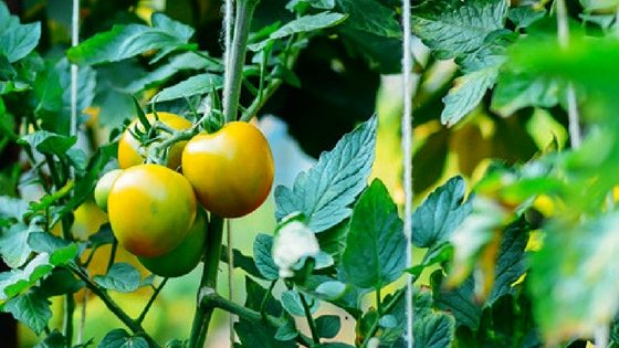 Got lots to harvest and wondering how to ripen green tomatoes? Here's 3 ways!