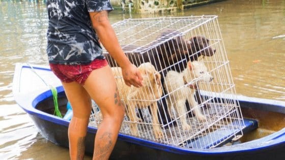 13 Heartwarming Stories Of Animals Rescued During Hurricane Harvey