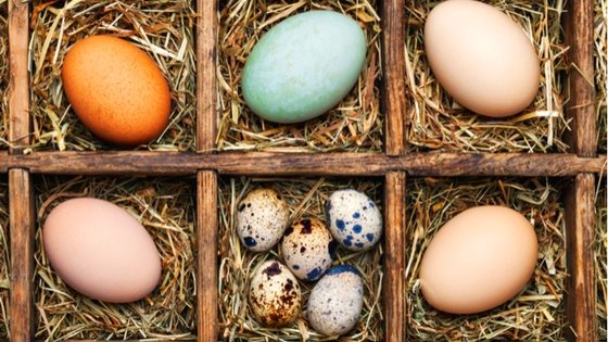 variety of eggs in a box