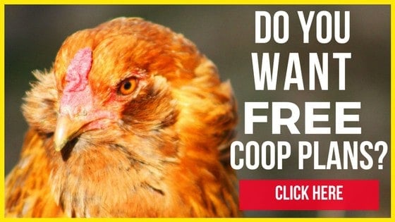 55 Diy Chicken Coop Plans For Free Pampered Chicken Mama