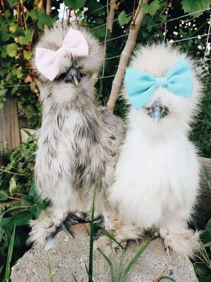 Silkies with bows chickens as pets