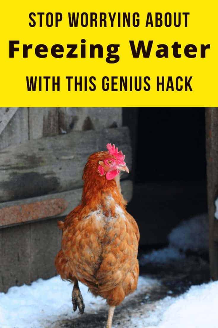 Use This Insanely Foolproof Hack To Keep Your Chicken’s Water From
