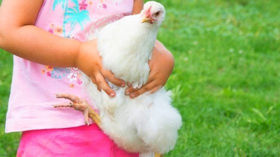 Chickens as Pets: The Best Therapy Yet