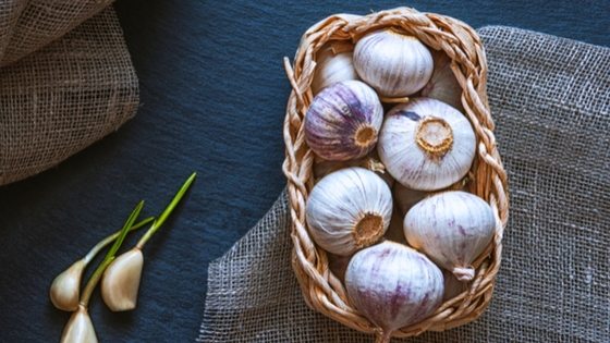 how to store garlic long term #garlic