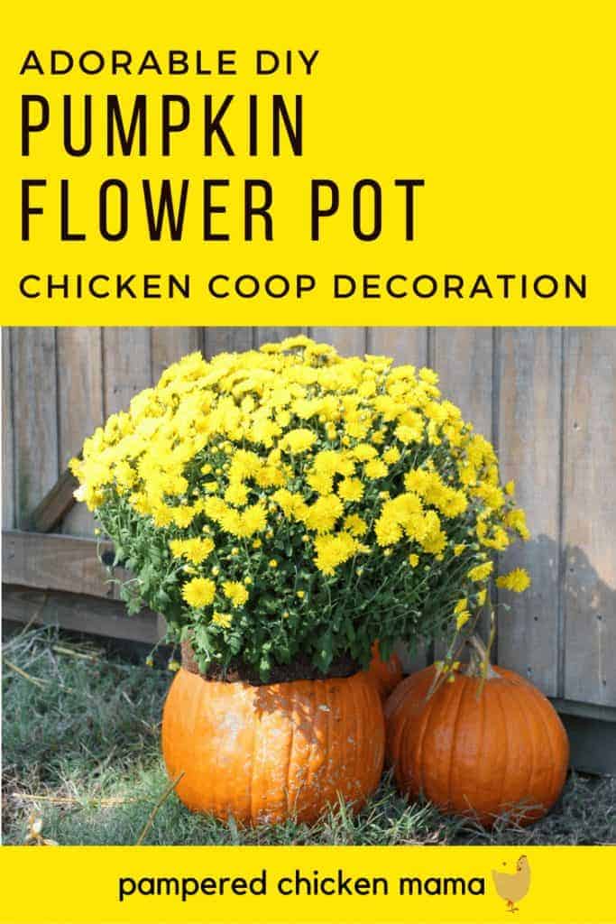 Looking for a cute fall decoration for your chicken coop? Make a vase out of pumpkins! (Hint: It's also super nutritious for your hens!)