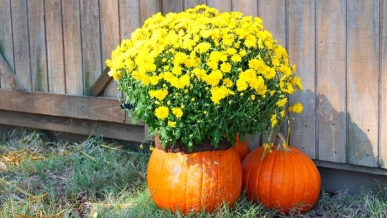 Looking for a cute fall decoration for your chicken coop? Make a vase out of pumpkins! (Hint: It's also super nutritious for your hens!)