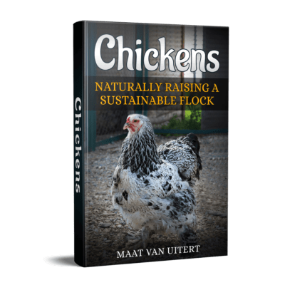 Wondering Why Chickens Can't Fly?