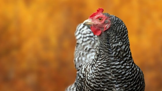 Are you a backyard chicken beginner and not sure which hens will look super cute in your coop? Here's 12 types of chickens to give you some ideas!
