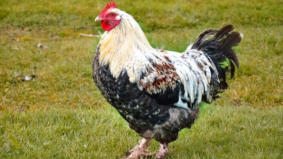 12 Types Of Chickens Smart Women Keep As Pets