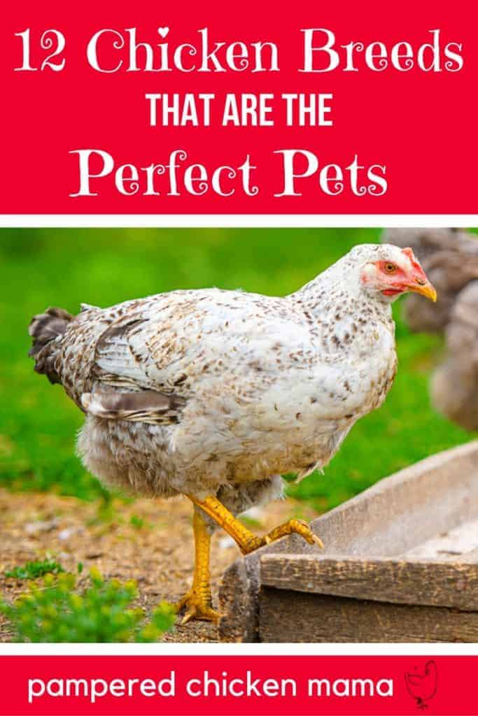 12 Types Of Chickens Smart Women Keep As Pets