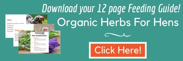 herbs for backyard chickens