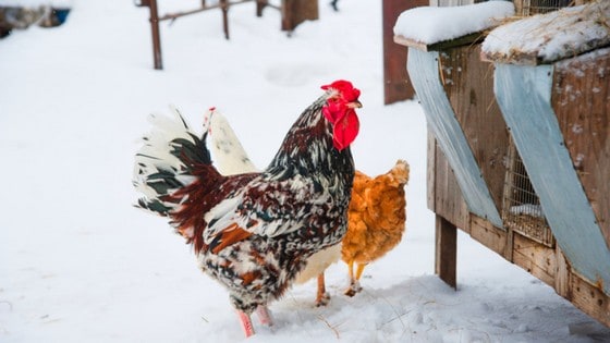 Wondering how to keep a chicken coop warm in winter? Keep your backyard chickens toasty warm with these 6 genius hacks!