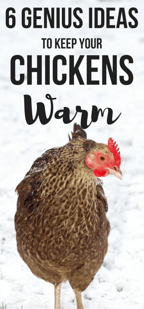 How To Keep A Chicken Coop Warm In Winter Pampered Chicken Mama