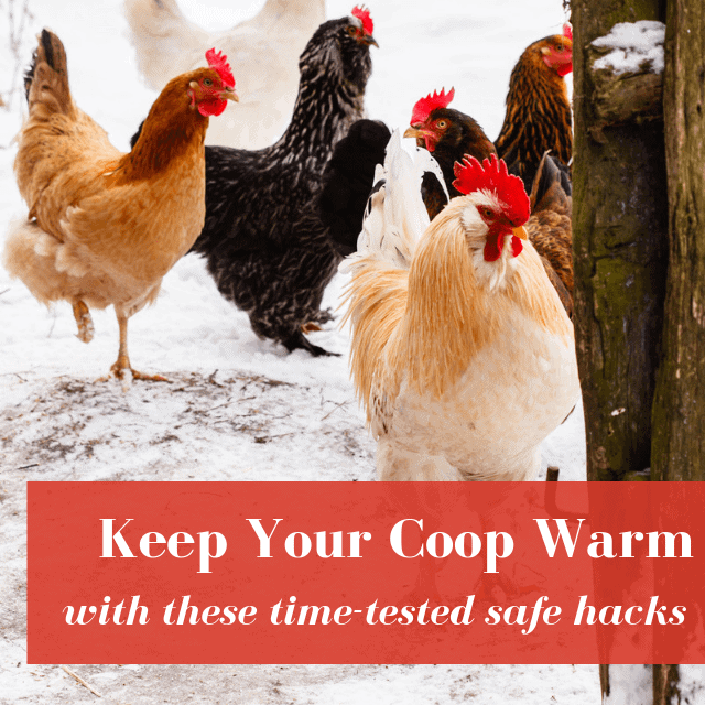 How To Keep A Chicken Coop Warm In Winter