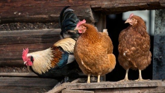 Wondering why chickens can't fly? Here's what you need to know!