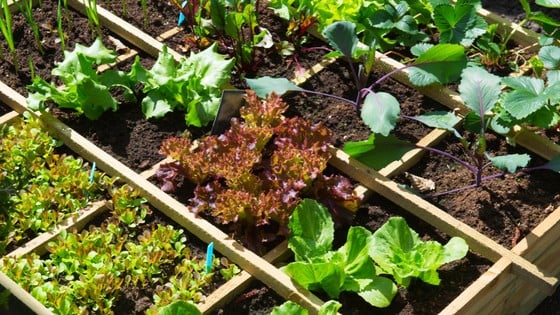 New to small space gardening? Here's 3 Square Foot Gardening Plant Spacing Ideas for beginner gardeners!