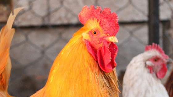 Wondering can chickens lay eggs without a rooster? If you keep a rooster and chickens, you'll need to know this backyard chicken for beginners idea!