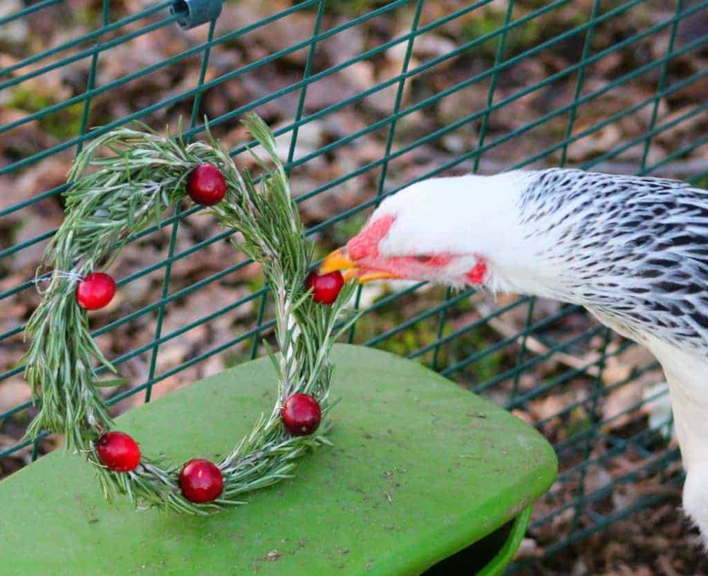 Make an easy DIY holiday wreath with herbs and berries for your backyard chicken coop!