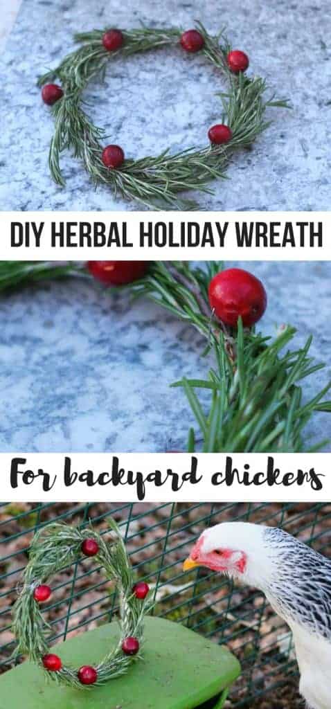 Make an easy DIY holiday wreath with herbs and berries for your backyard chicken coop!