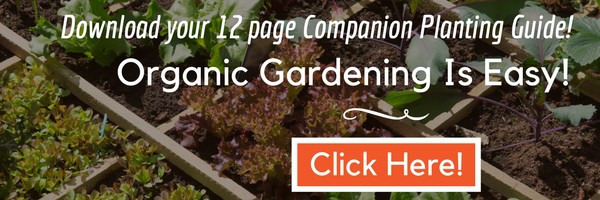 square foot gardening plant spacing