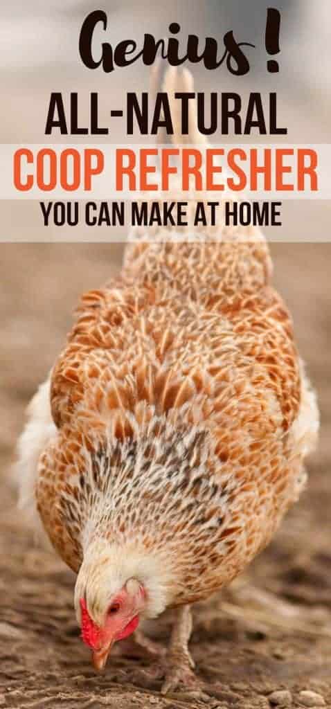 Organic all-natural coop refresher is easy to make at home. If you need a quick chicken coop refresher spray recipe, this is perfect for backyard chicken beginners!
