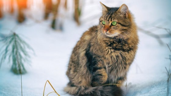 Help outdoor cats keep warm this winter