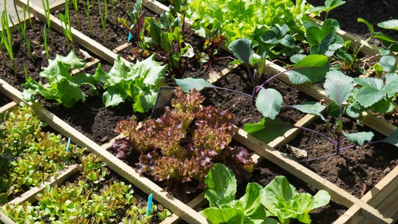 3 Square Foot Gardening Layouts That Are Genius Time Savers