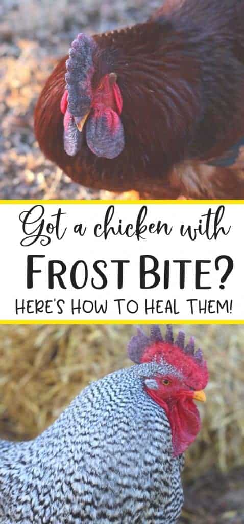 Worried your chickens are suffering from frostbite? Frostbite treatment is easy when you can spot it. Here's what you need to know.