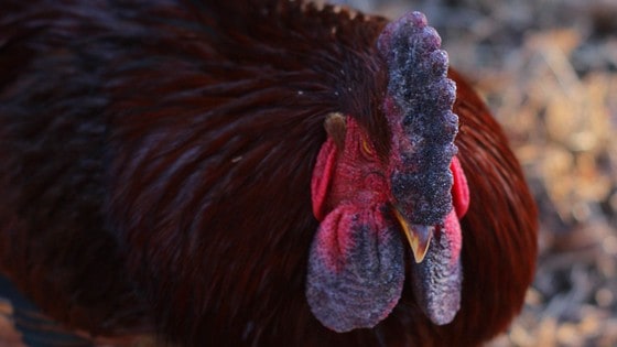 chickens-frostbite-care