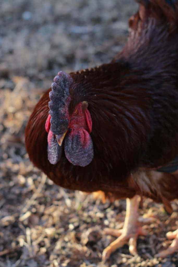 Worried your chickens are suffering from frostbite? Frostbite treatment is easy when you can spot it. Here's what you need to know.