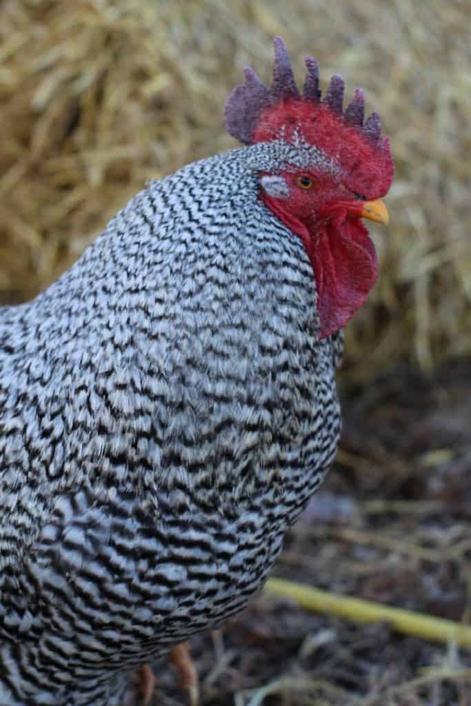 Worried your chickens are suffering from frostbite? Frostbite treatment is easy when you can spot it. Here's what you need to know.