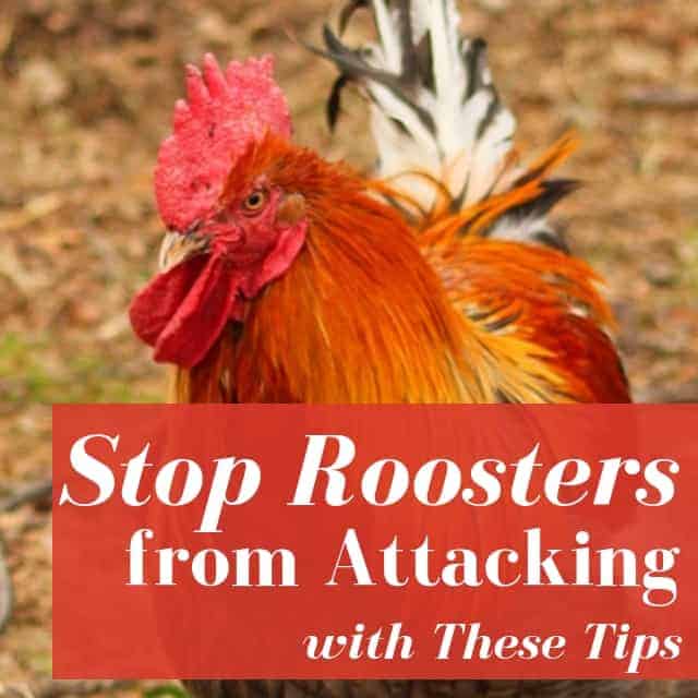 How To Stop A Rooster Attack