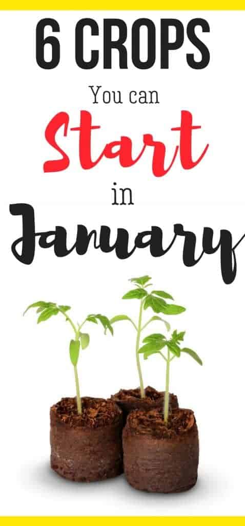 What can you grow in January? Here's vegetable gardening for beginners ideas and when to plant your seeds!!