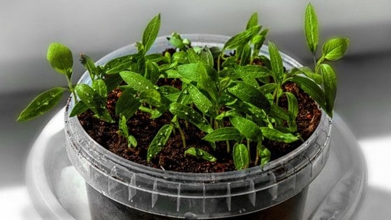When to Start Seeds Indoors Planning Guide